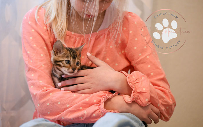 Bengal kitten for sale